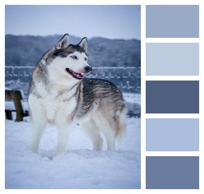 Winter Siberian Husky Husky Image